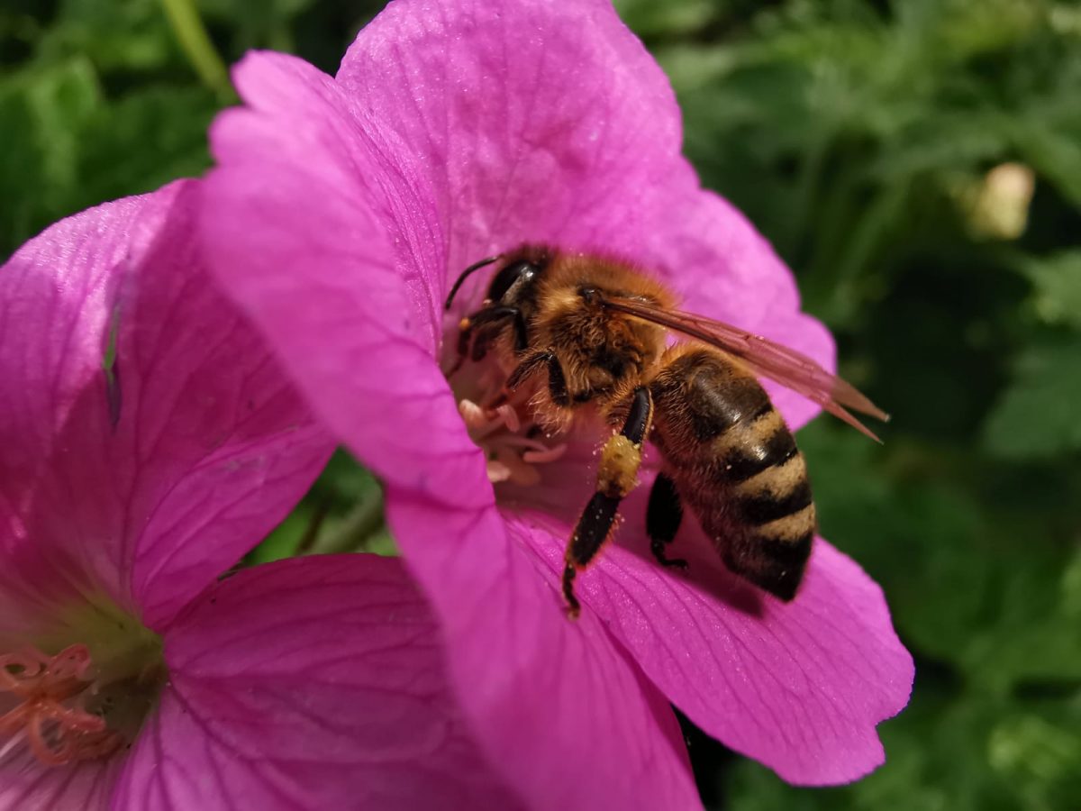 Biene an Blüte